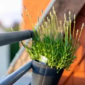 Balkonpflanzen für volle Sonne und ohne Gießen - Lavendel als Kräuterpflanze