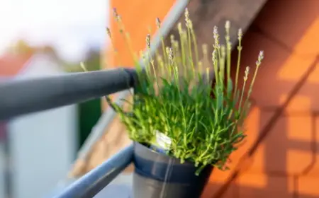 Balkonpflanzen für volle Sonne und ohne Gießen - Lavendel als Kräuterpflanze