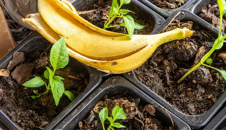 Bananenschalen im Garten verwenden als Mulch und Kompost