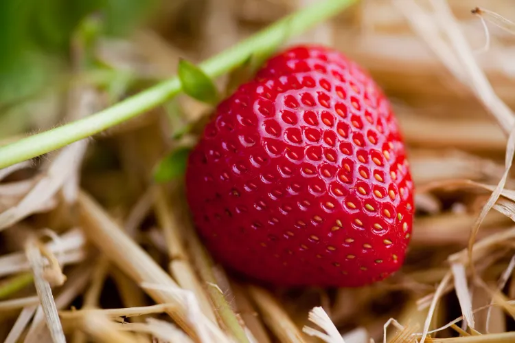beeren anbauen tipps warum legt man stroh unter erdbeeren