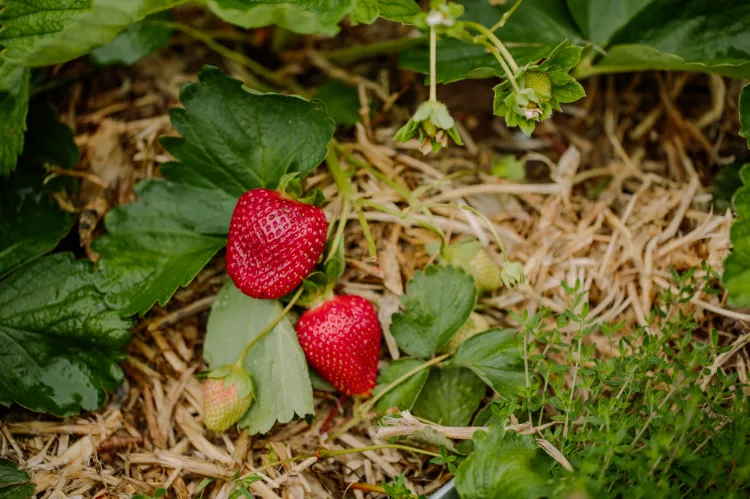 beeren anbauen wann warum legt man stroh unter erdbeeren