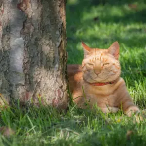 bei-passenden-wetterbedingungen-katzen-im-garten-halten-und-fehler-vermeiden