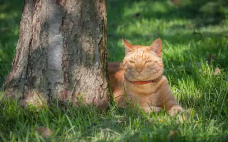 bei-passenden-wetterbedingungen-katzen-im-garten-halten-und-fehler-vermeiden