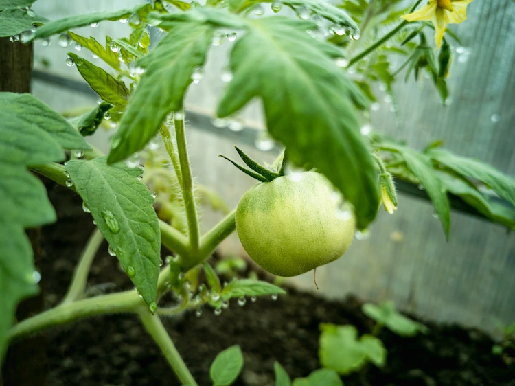 bei-richtiger-pflanzenpflege-fuer-tomaten-setzlinge-ziehen-und-fruechte-erhalten