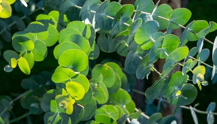 bei-sonnenlicht-und-passenden-bedingungen-kann-eukalyptus-auch-als-zimmerpflanze-gedeihen