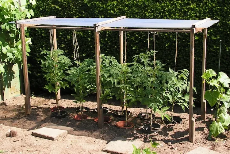bei-starkem-sonnenlicht-im-sommer-tomatenpflanzen-ueberdachen
