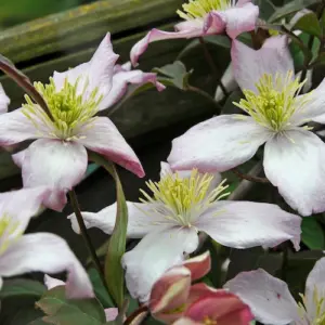 clematis montana sind als wüchsige pflanzen bekannt