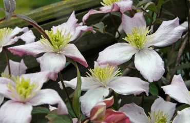 clematis montana sind als wüchsige pflanzen bekannt
