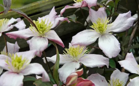 clematis montana sind als wüchsige pflanzen bekannt