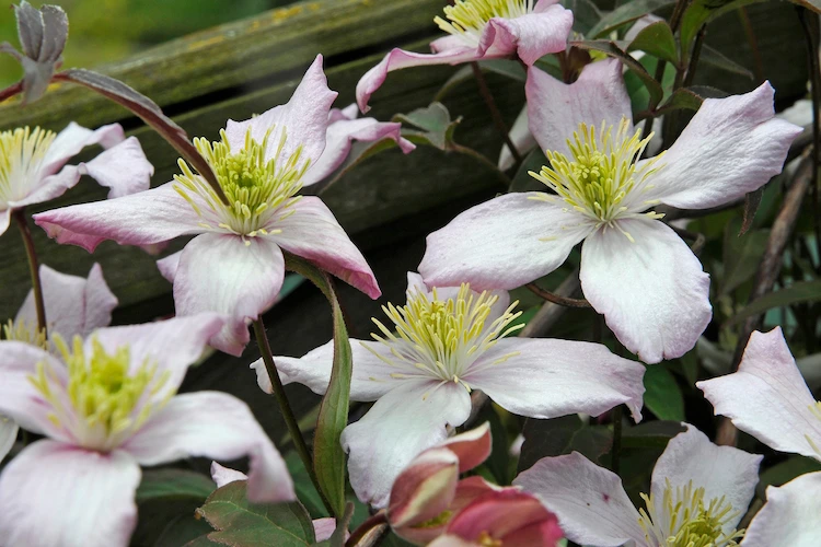 clematis montana sind als wüchsige pflanzen bekannt