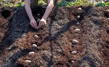 den-richtigen-abstand-beruecksichtigen-und-fehlerfrei-im-gartenbeet-kartoffeln-pflanzen