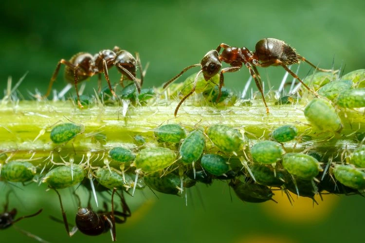 Die Ameisen schützen die Blattläuse und stören ihrer Bekämpfung