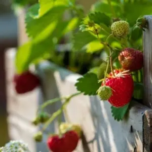 Die meisten Erdbeersorten sind für den Anbau in einem Hochbeet geeignet