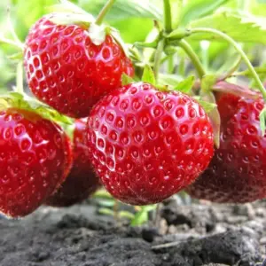 Die richtige Erdbeere Pflege im Frühjahr