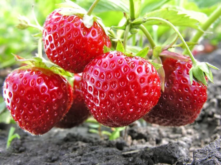 Die richtige Erdbeeren Pflege im Frühjahr