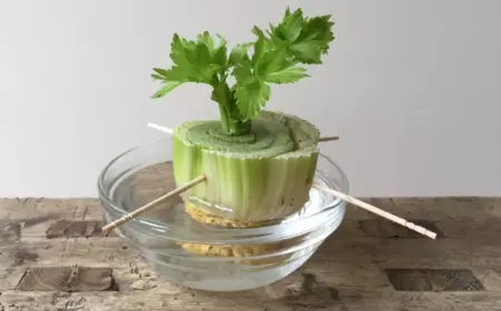 durch-nachhaltige-anbaumethode-mit-wasser-und-zahnstochern-sellerie-selber-ziehen-aus-dem-strunk