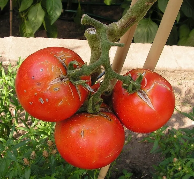 durch-pflanzenkrankheiten-oder-schlechtes-wetter-beschaedigte-tomaten-im-garten