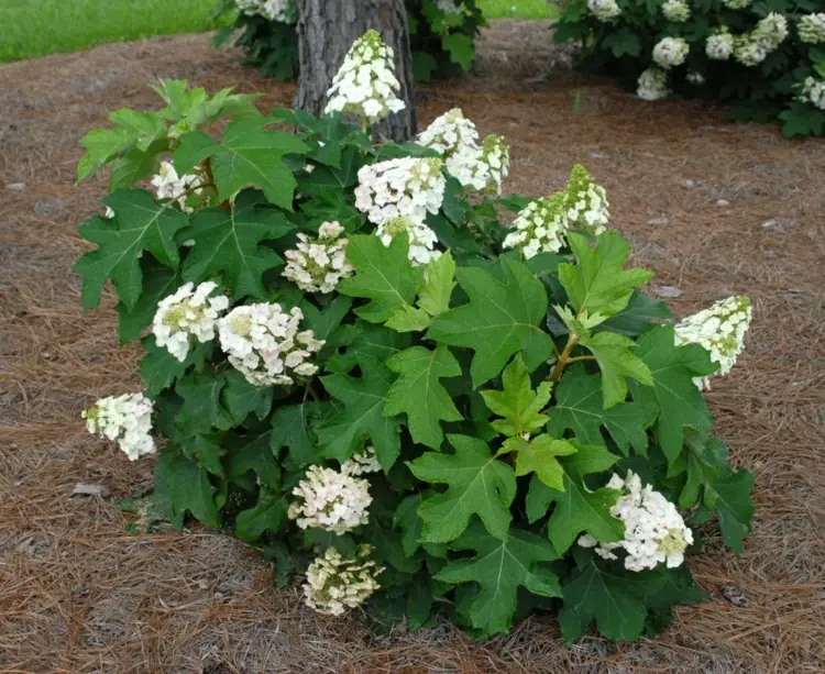 Eichenblättrige Hortensie in den Garten pflanzen und pflegen - Standort im Halbschatten oder Sonne