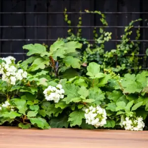 Eichenblättrige Hortensie mit weißen oder zartrosa Blüten