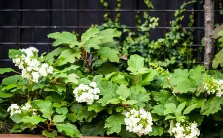 Eichenblättrige Hortensie mit weißen oder zartrosa Blüten