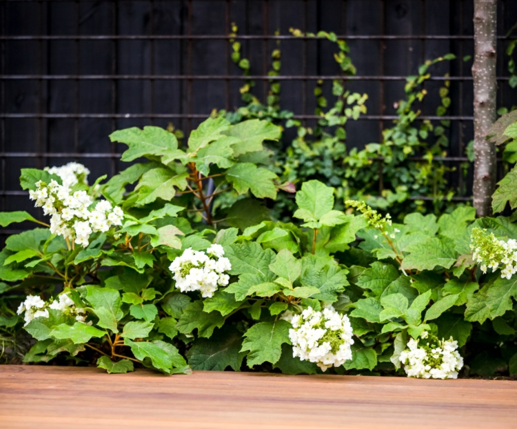 Eichenblättrige Hortensie mit weißen oder zartrosa Blüten