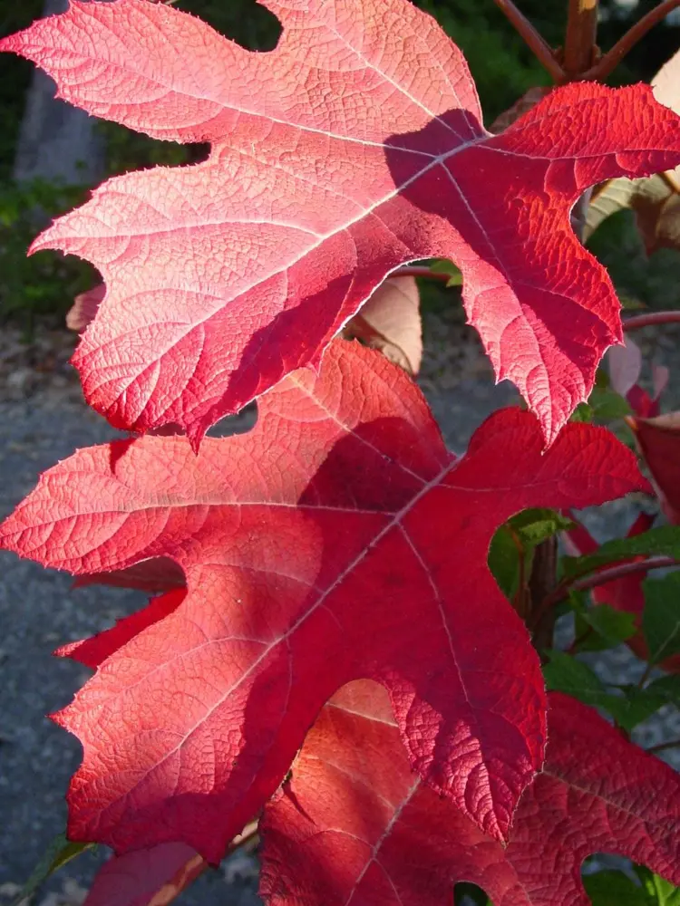 Eichenblättrige Hortensie - Rotes Laub im Herbst und Winter
