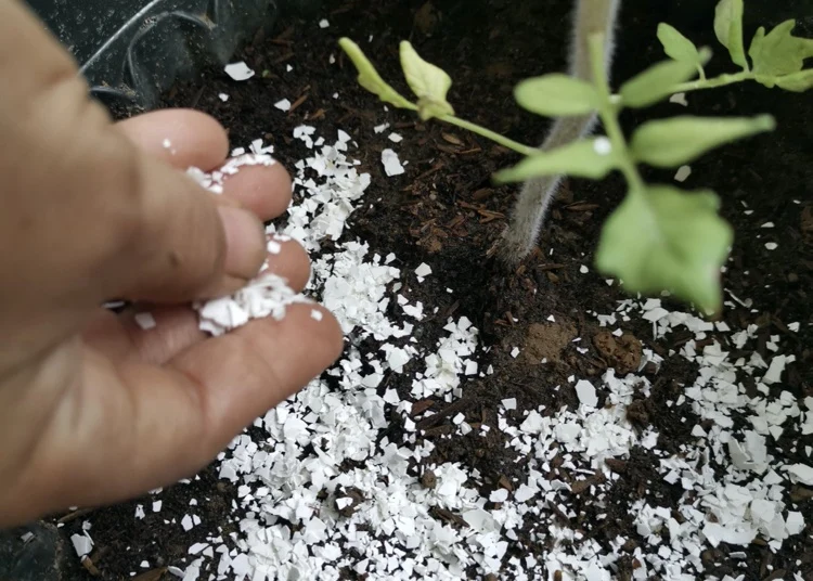 Eierschalen als Dünger und Mulch für Tomaten-Pflanzen