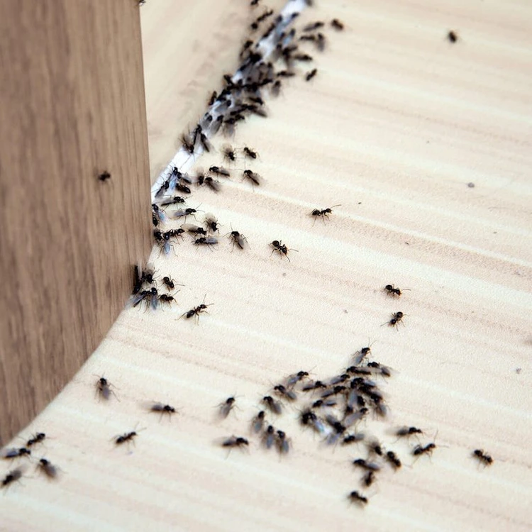 einen-ameisenbefall-in-wohnraeumen-verhindern-und-bei-ameisen-in-der-kueche-hausmittel-einsetzen