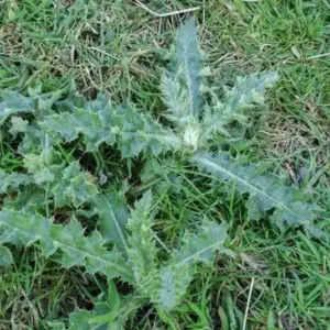 Entfernen Sie Disteln im Garten mit Essig