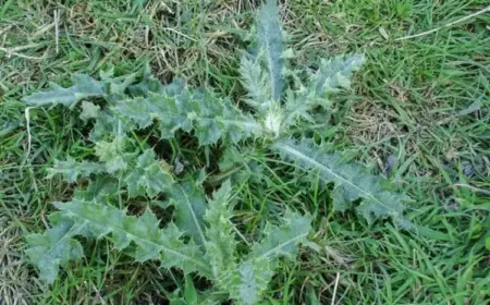 Entfernen Sie Disteln im Garten mit Essig