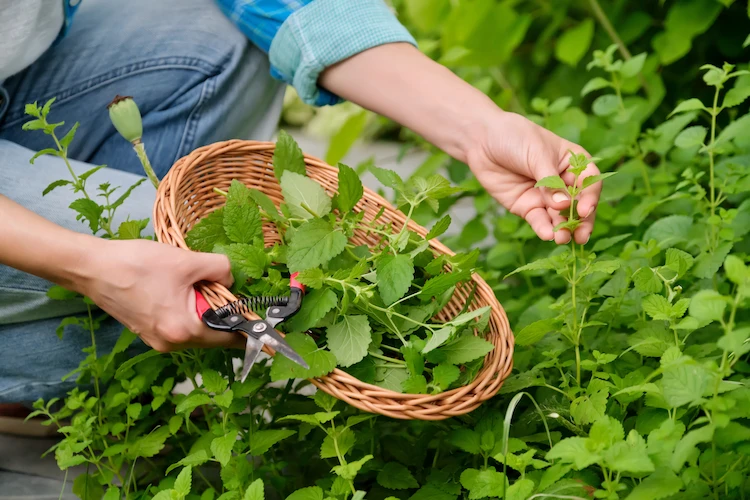 essbare-bodendecker-wie-zitronenmelisse-anpflanzen-und-die-blaetter-in-der-kueche-verwenden