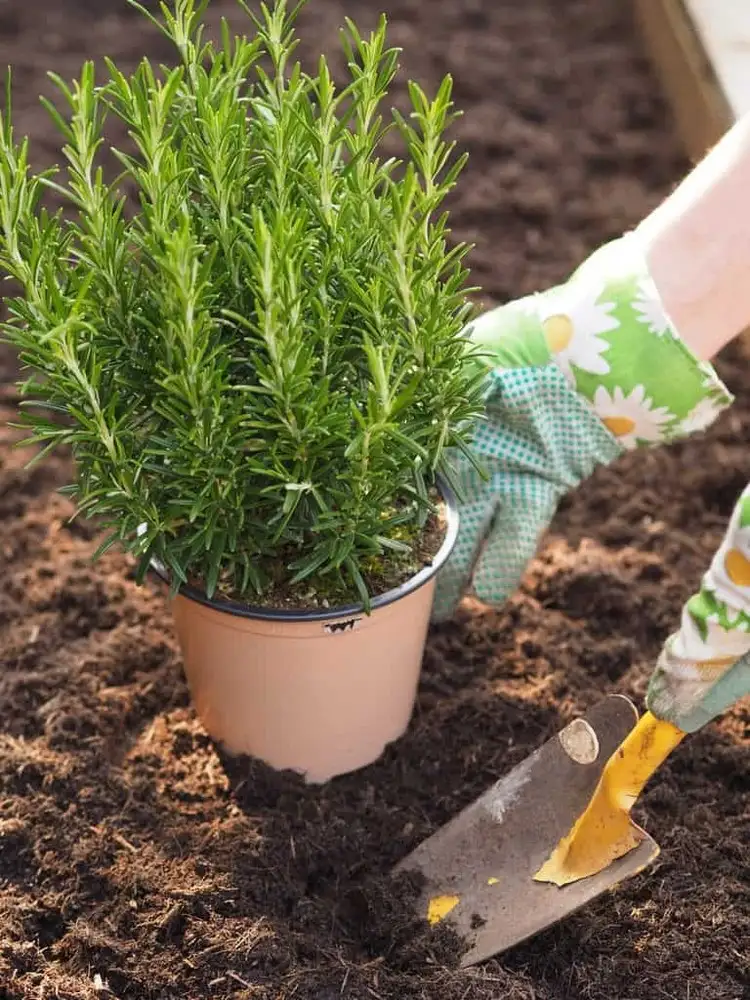 Falscher Boden oder pH-Wert können zum Absterben der Rosmarinpflanze führen