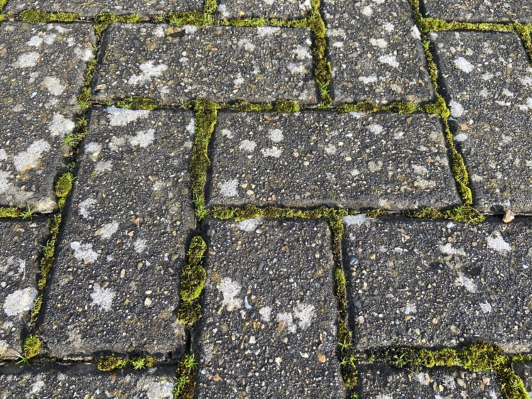 Flechten auf Pflastersteinen entfernen - Effektive Methoden, Geräte und Mittel