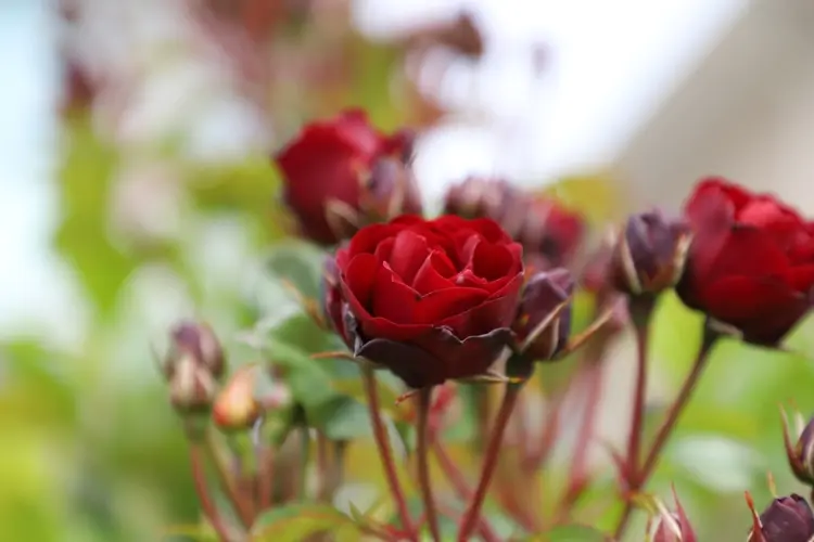 Gehölze im April schneiden - Bei Rosen die Blütenbildung fördern