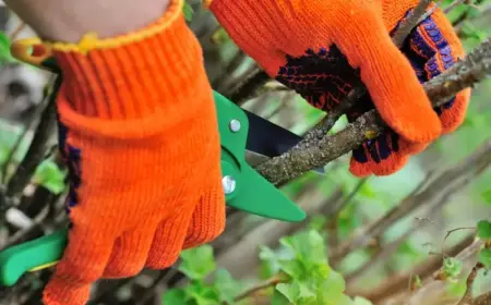 Gehölze im April schneiden - Diese Pflanzen brauchen einen Rückschnitt
