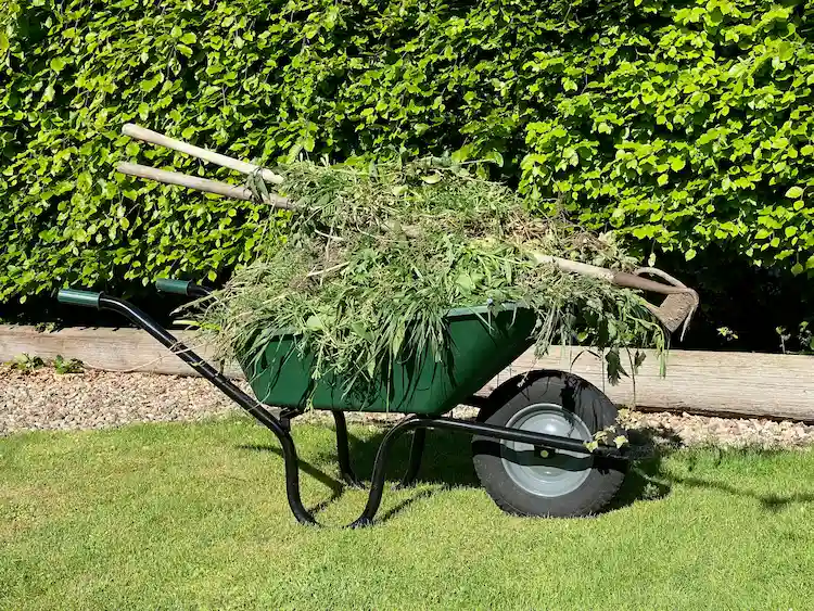 collecting-grass-cuttings-in-wheelbarrow-and-preventing-the-spreading-of-weed-seeds-in-the-garden
