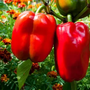 gute nachbarn für paprika und nicht geeignete begleitpflanzen kennen