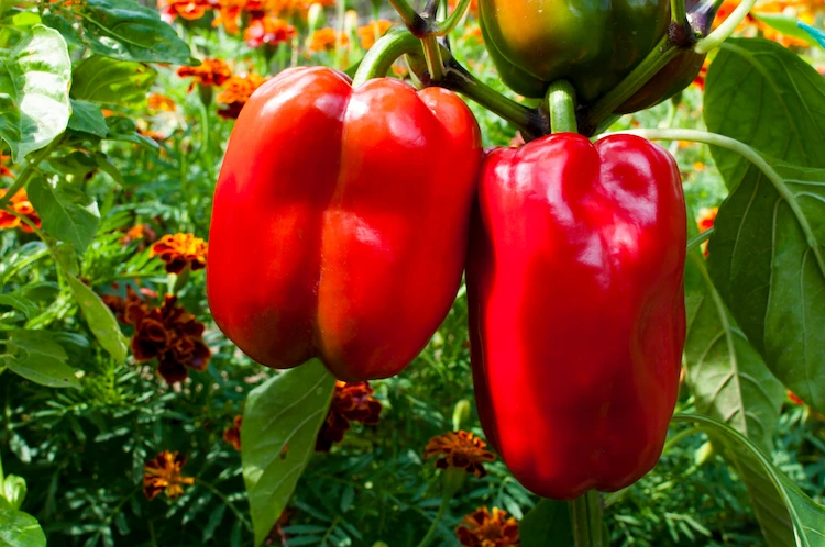 gute nachbarn für paprika und nicht geeignete begleitpflanzen kennen