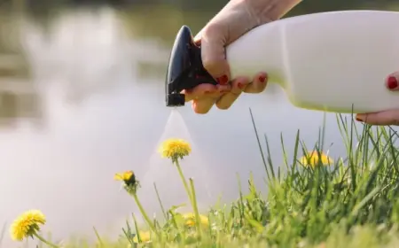 hausmittel gegen unkraut im rasen tipps
