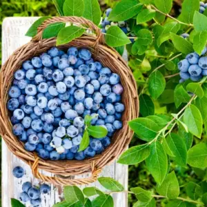 Heidelbeeren düngen für eine reiche Ernte und gesunde Pflanzen