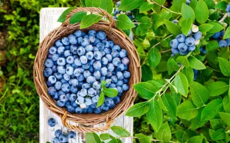 Heidelbeeren düngen für eine reiche Ernte und gesunde Pflanzen