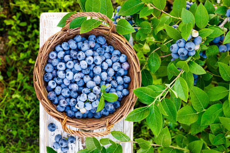 Heidelbeeren düngen für eine reiche Ernte und gesunde Pflanzen