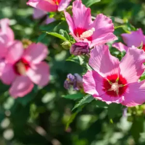 Hibiskus pflanzen im Garten - Tipps und Anleitung zum Einpflanzen