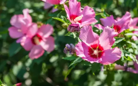 Hibiskus pflanzen im Garten - Tipps und Anleitung zum Einpflanzen