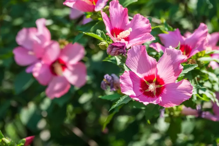 Hibiskus pflanzen im Garten - Tipps und Anleitung zum Einpflanzen