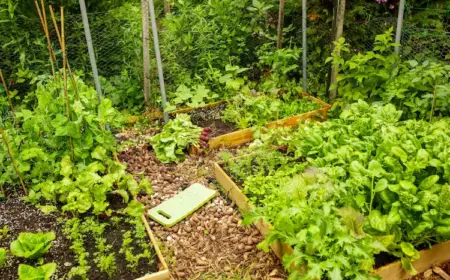 hochbeete-bei-begrenztem-raum-und-welches-gemuese-waechst-im-schatten-gut