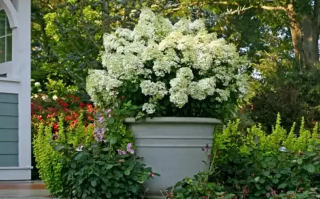 Hochwachsende Kübelpflanzen - Rispenhortensie (Hydrangea paniculata) für den Sommer