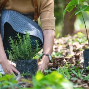 im-fruehling-in-gartenbeeten-rosmarin-pflanzen-und-als-kuechenkraut-verwenden