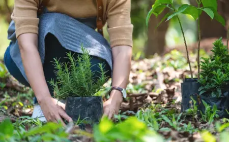 im-fruehling-in-gartenbeeten-rosmarin-pflanzen-und-als-kuechenkraut-verwenden