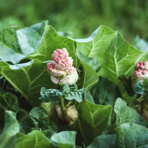 im-garten-wachsender-rhabarber-blueht-schon-im-april-und-kann-noch-verwendet-werden